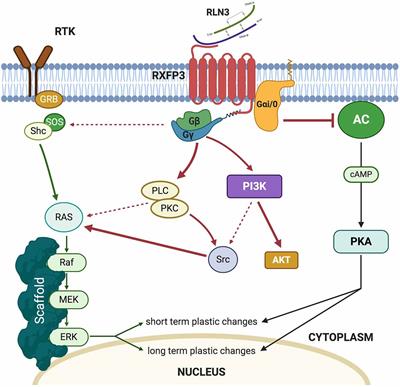 Involvement of the Nucleus Incertus and Relaxin-3/RXFP3 Signaling System in Explicit and Implicit Memory